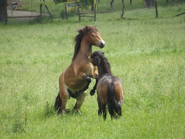 Exmoorhengste Exmoorhengste