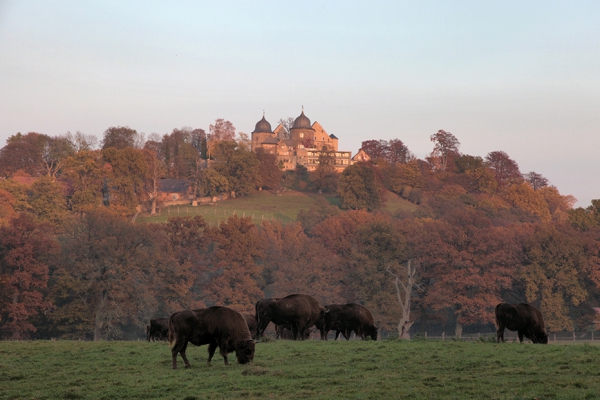 Wisente BurgSababurg Wisente BurgSababurg