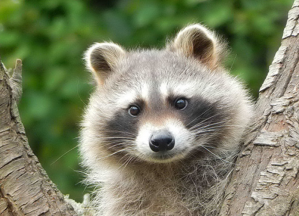 waschbaer 2015 04 06 ruth brosche   waschbaer 2015 04 06 ruth brosche