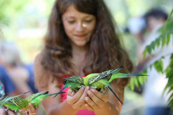 wellensittich 2013 08 05 nellie stuermer   wellensittich 2013 08 05 nellie stuermer